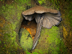 Aus dem Baumloch gewachsen :))  Grown out of the tree hole :)) Poussé dans le trou de l'arbre :))