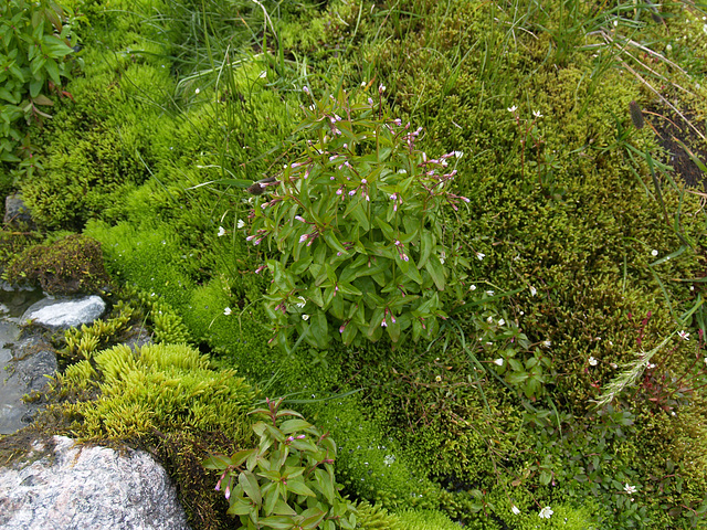 Haugastøylen Wild Flowers