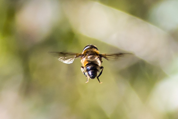 Hoverfly - DSB 2713