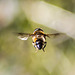 Hoverfly - DSB 2713