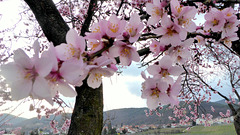 Mandelblüte in der Pfalz 2017 - Im Hintergrund Neustadt-Haardt und Pfälzerwald