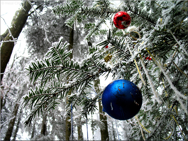 Why not Christmas in the forest?