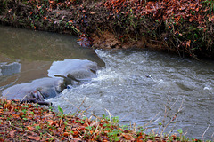 ... le chant de l'eau ...