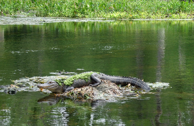 Alligator Camouflage