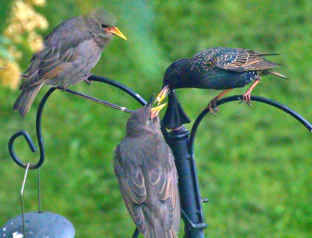 Feeding Baby Starlings!