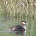 Grebe & Young