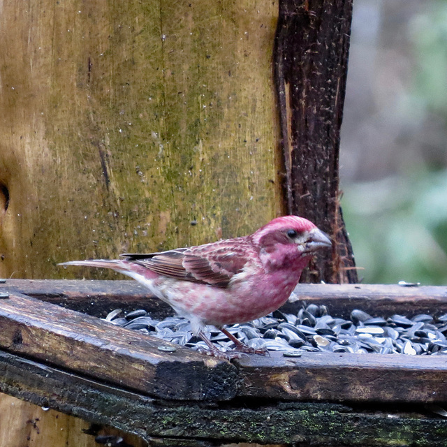 Purple finch - Carpodacus purpureus