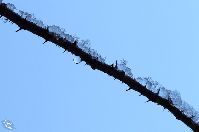 Pictures for Pam, Day 89: Snow on Thorns