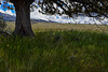 South Steens Grasslands