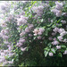 lilac in spring