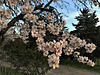 Almond blossom in evening light