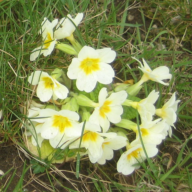 Primeln (Primula)