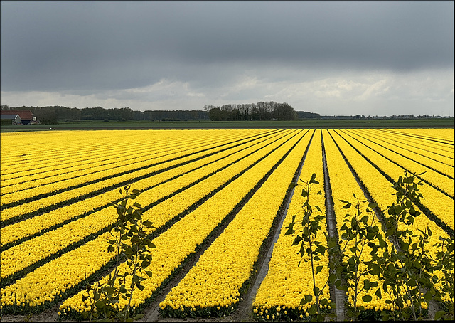 Incredible yellow