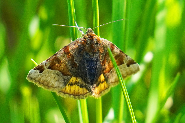 Auch Nachtfalter können schön sein - Even moths can be beautiful