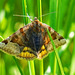 Auch Nachtfalter können schön sein - Even moths can be beautiful