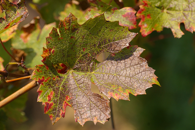 Vignes d'automne !