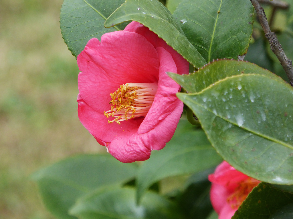 camellia di dicembre