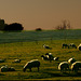 Moutons pré salé