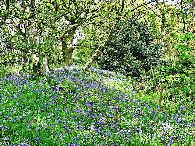 Bluebells and Wood Anemone carpet the glade