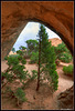 A pine grows under Navajo arch, Arches