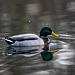 Mallard