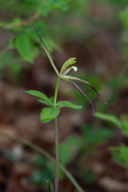 Isotria verticillata (Large Whorled Pogonia orchid)