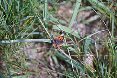 Kleiner Feuerfalter (Lycaena phlaeas)