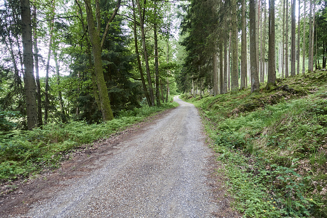 waldweg-06501-co-30-05-19