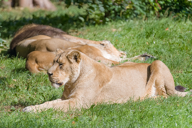 Lions doing what they do best