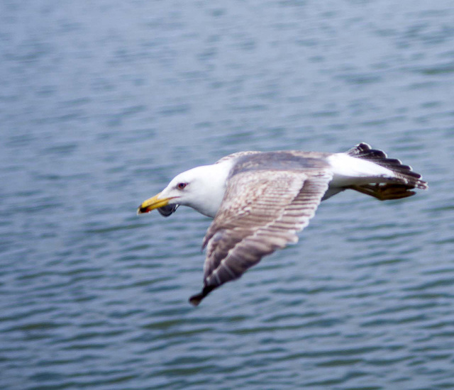 Seagull May set (56)