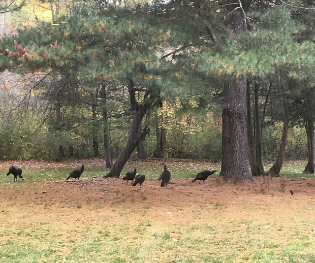 From our flock to yours, Happy Thanksgivning!