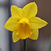 Canon109 Daffodil