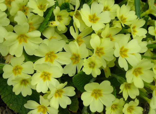 Primeln (Primula)