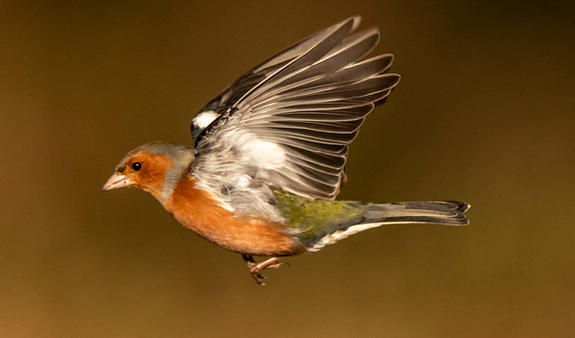 Chaffinch