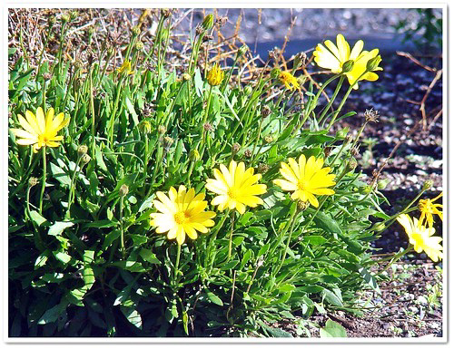 Flowering In The Sun