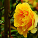 Rose im Regenwetter