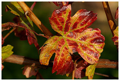 Vignes d'automne !