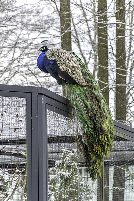 Blaue Pfau (Pavo cristatus), mänlich