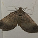 IMG 7482moth