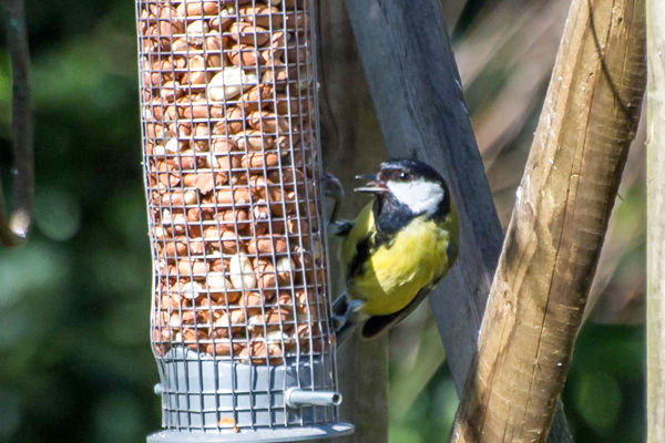 Great Tit -DSB 2722