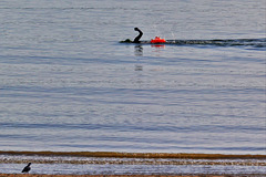 EOS 60D Unknown 09 28 41 2538 Swimmer dpp hdr