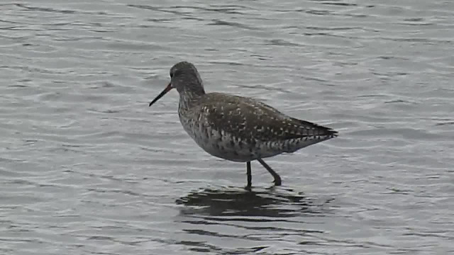 20180404 3521CP~V [D~AUR] Dunkler Wasserläufer, Norderney