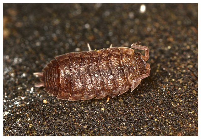 Woodlouse EF7A2848