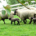 Lambs and Ewes.