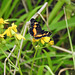 Day 5, Bordered Patch, King Ranch, Norias Division