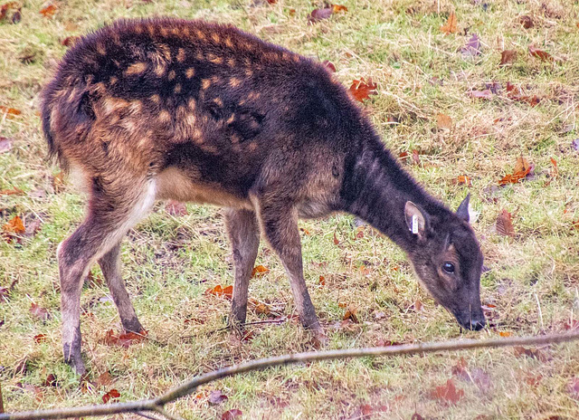 Phillipines spotted deer