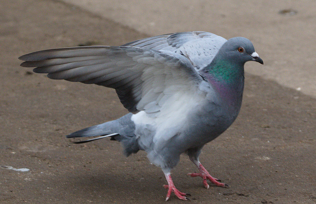 EF7A1933Pigeon