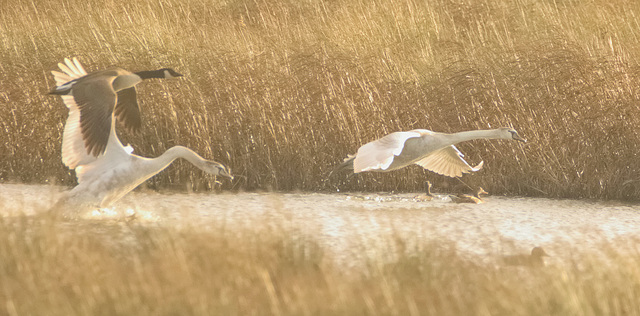 IMG 7721 Swans Goosev2