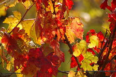 Vignes d'automne !