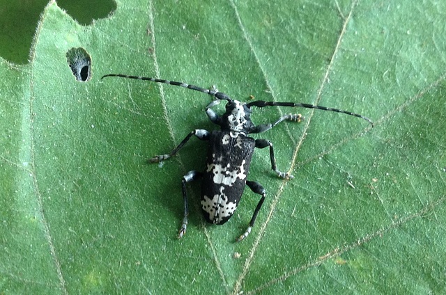 39 Longhorn Beetle 1